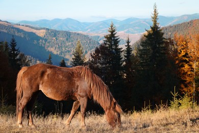 Photo of Brown horse grazing in mountains on sunny day. Beautiful pet
