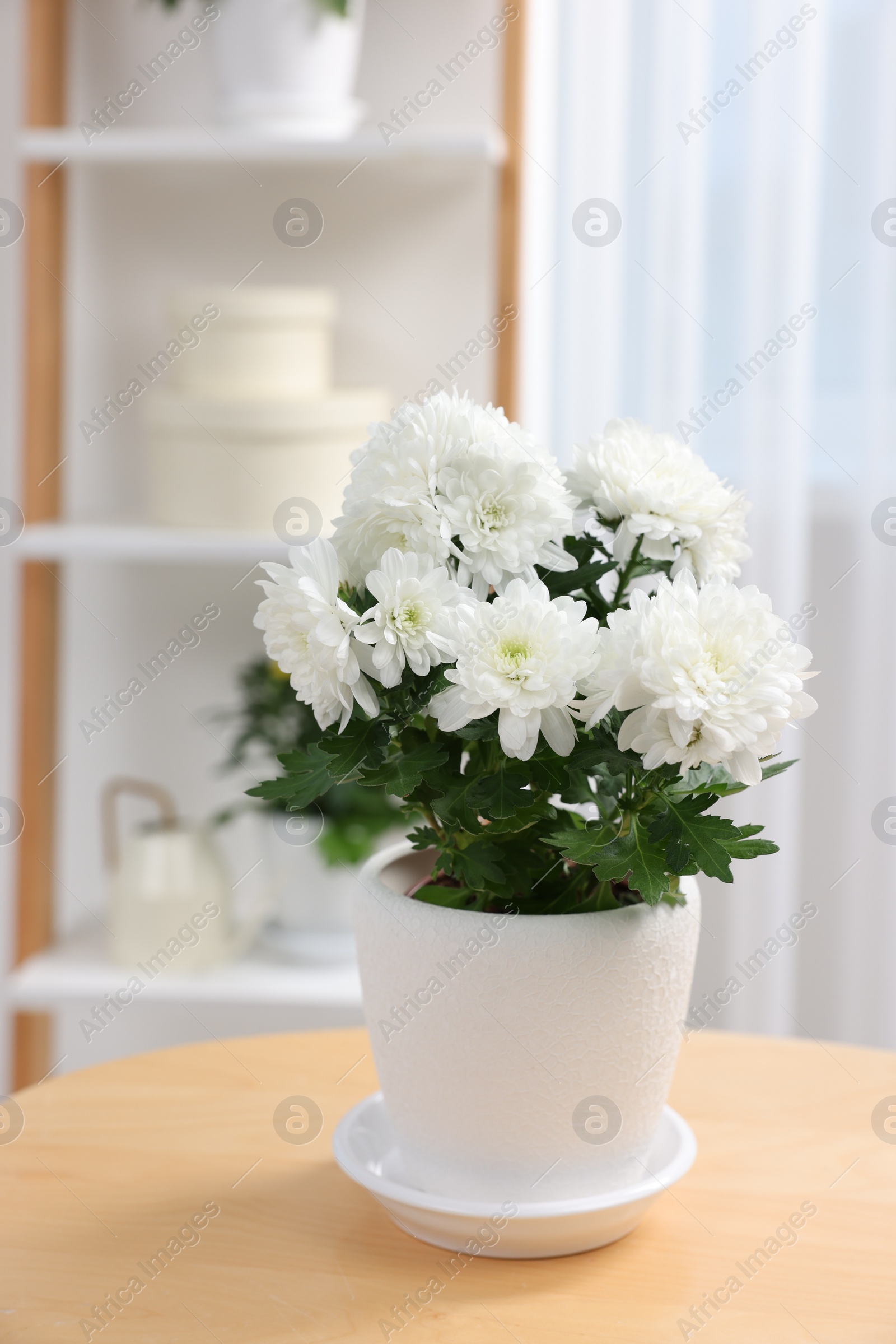 Photo of Beautiful chrysanthemum plant in flower pot on wooden table in room