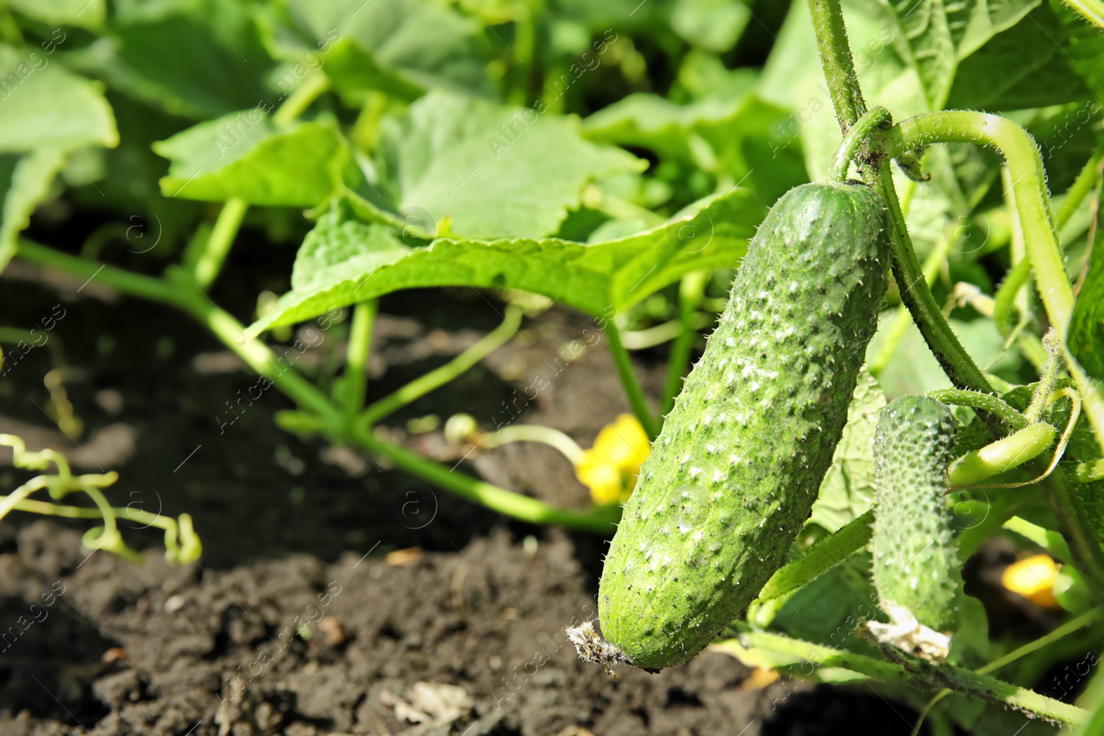 Photo of Green plant with ripe cucumber in garden on sunny day