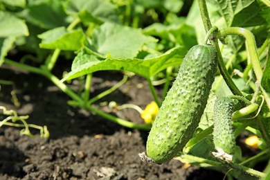 Photo of Green plant with ripe cucumber in garden on sunny day