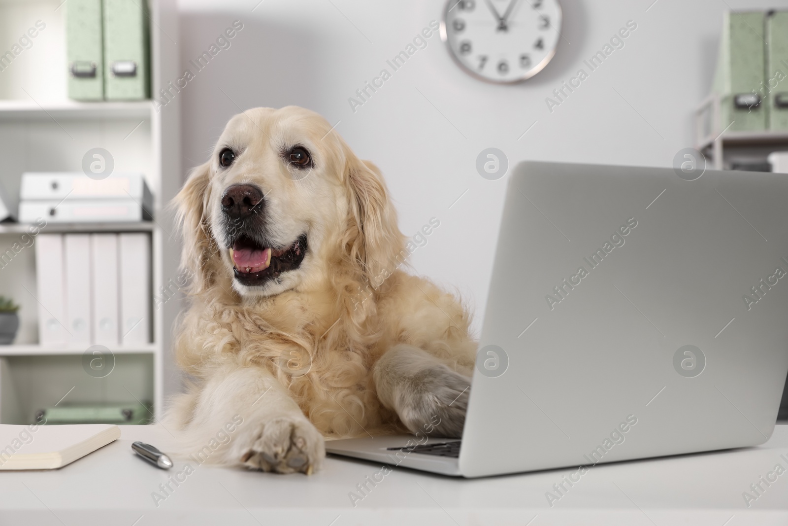 Photo of Cute retriever sitting at table near laptop in office. Working atmosphere