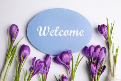 Image of Welcome card and beautiful crocus flowers on white background, top view