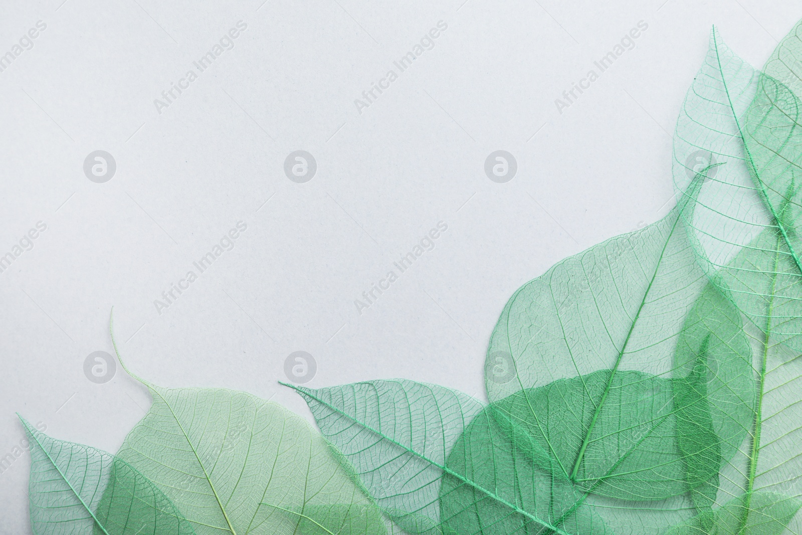 Photo of Beautiful decorative skeleton leaves and space for text on white background, flat lay