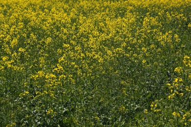 Photo of Beautiful view of blooming rapeseed field on sunny day
