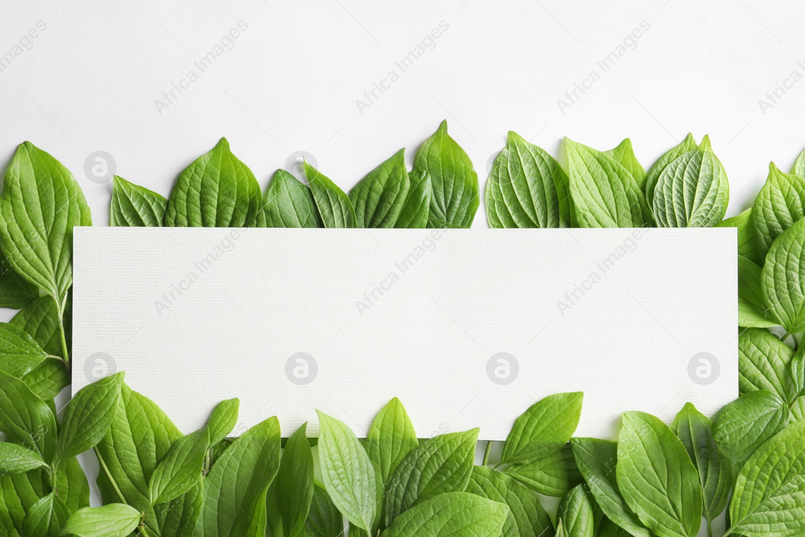 Photo of Blank card with green leaves on white background