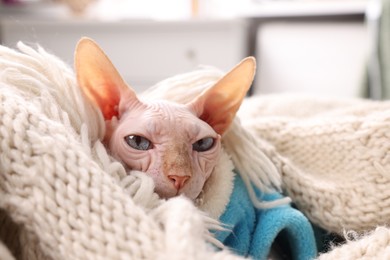 Photo of Beautiful Sphynx cat wrapped in soft blanket at home, closeup. Lovely pet
