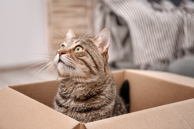 Photo of Cute cat playing with cardboard box at home