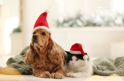 Photo of Adorable Cocker Spaniel dog and cat in Santa hats indoors