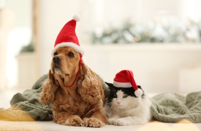 Adorable Cocker Spaniel dog and cat in Santa hats indoors