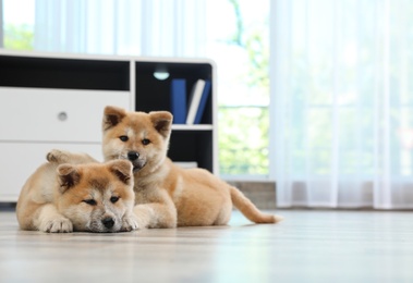 Photo of Adorable Akita Inu puppies on floor at home, space for text