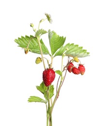 Photo of Stems of wild strawberry with berries and green leaves isolated on white