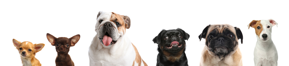 Image of Collage with different dogs on white background. Banner design