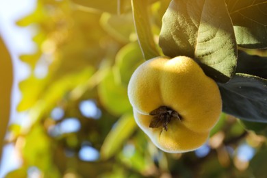 Photo of Quince tree branch with fruit outdoors, closeup. Space for text