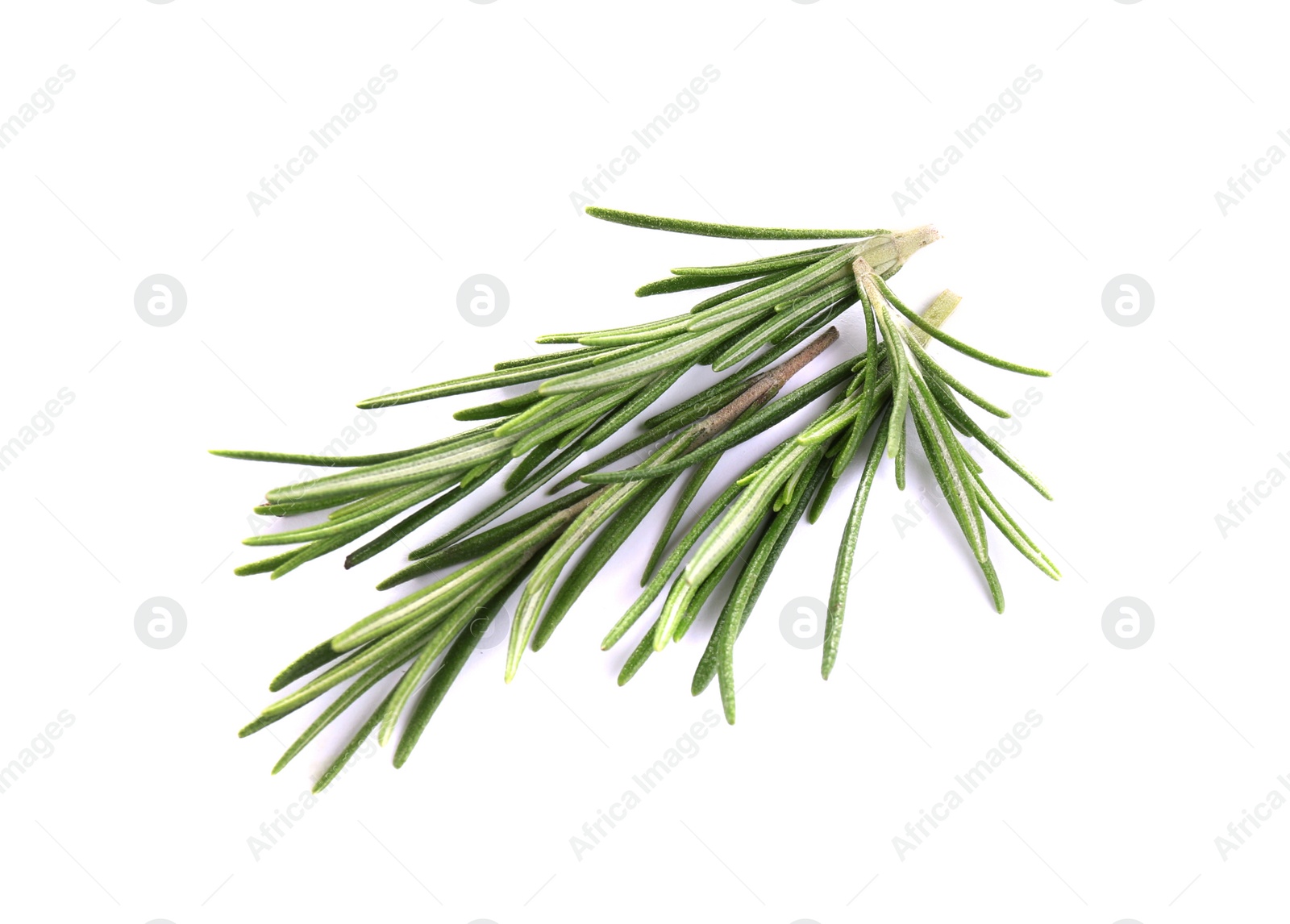 Photo of Fresh green rosemary isolated on white. Aromatic herb