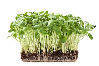 Fresh organic microgreen in soil on white background