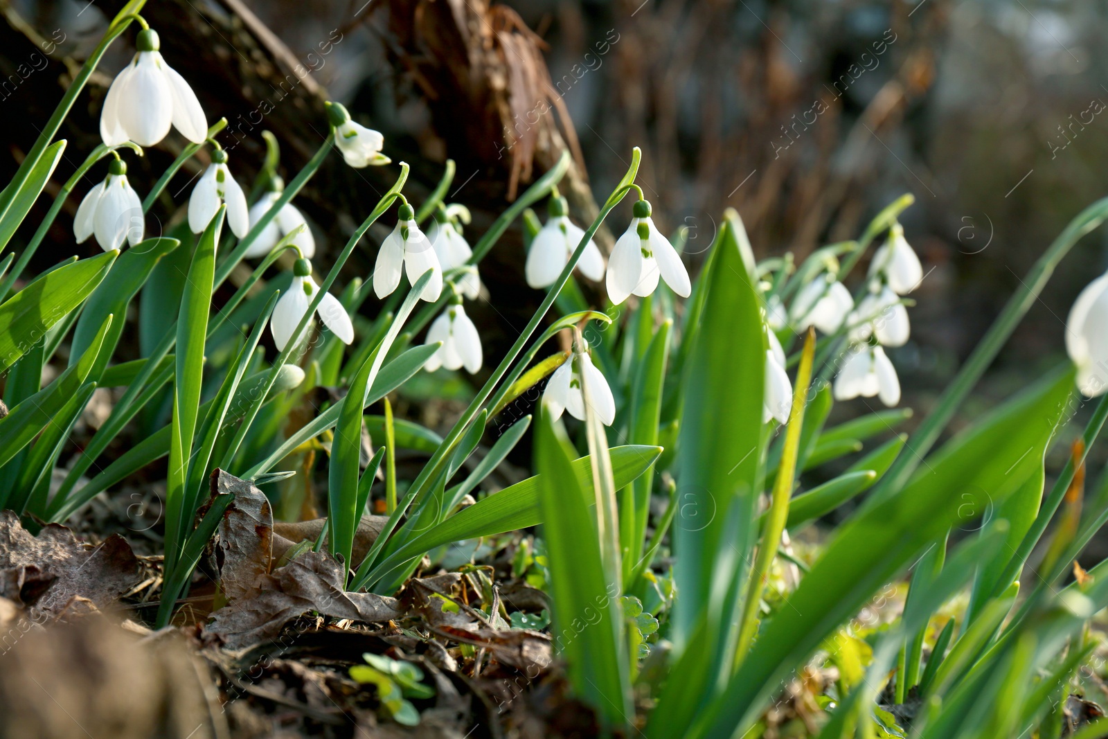 Photo of Beautiful white blooming snowdrops growing outdoors. Spring flowers