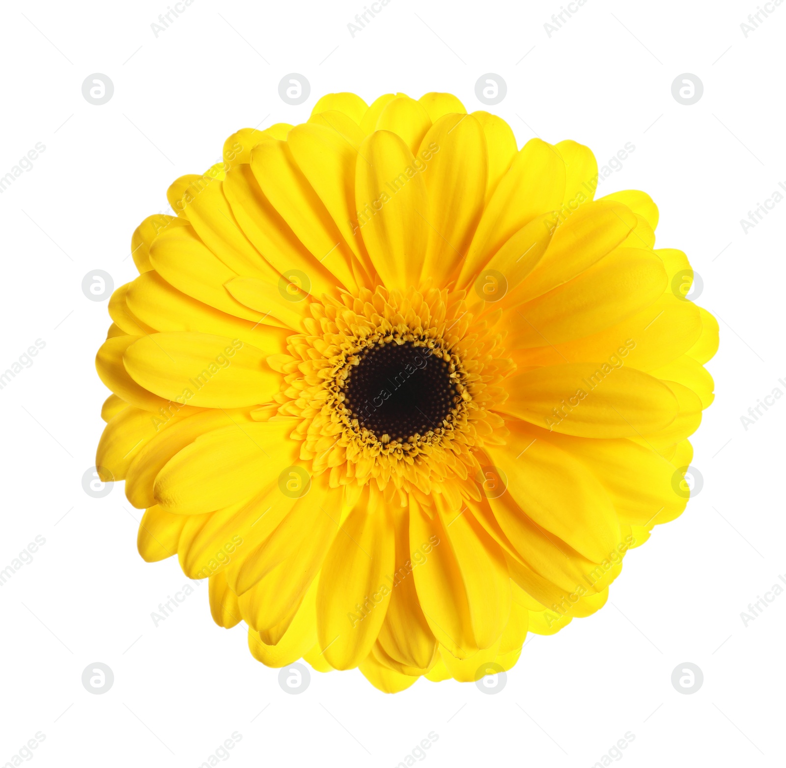 Image of Beautiful yellow gerbera flower isolated on white