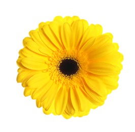 Image of Beautiful yellow gerbera flower isolated on white