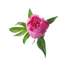 Photo of Beautiful pink peony flower isolated on white