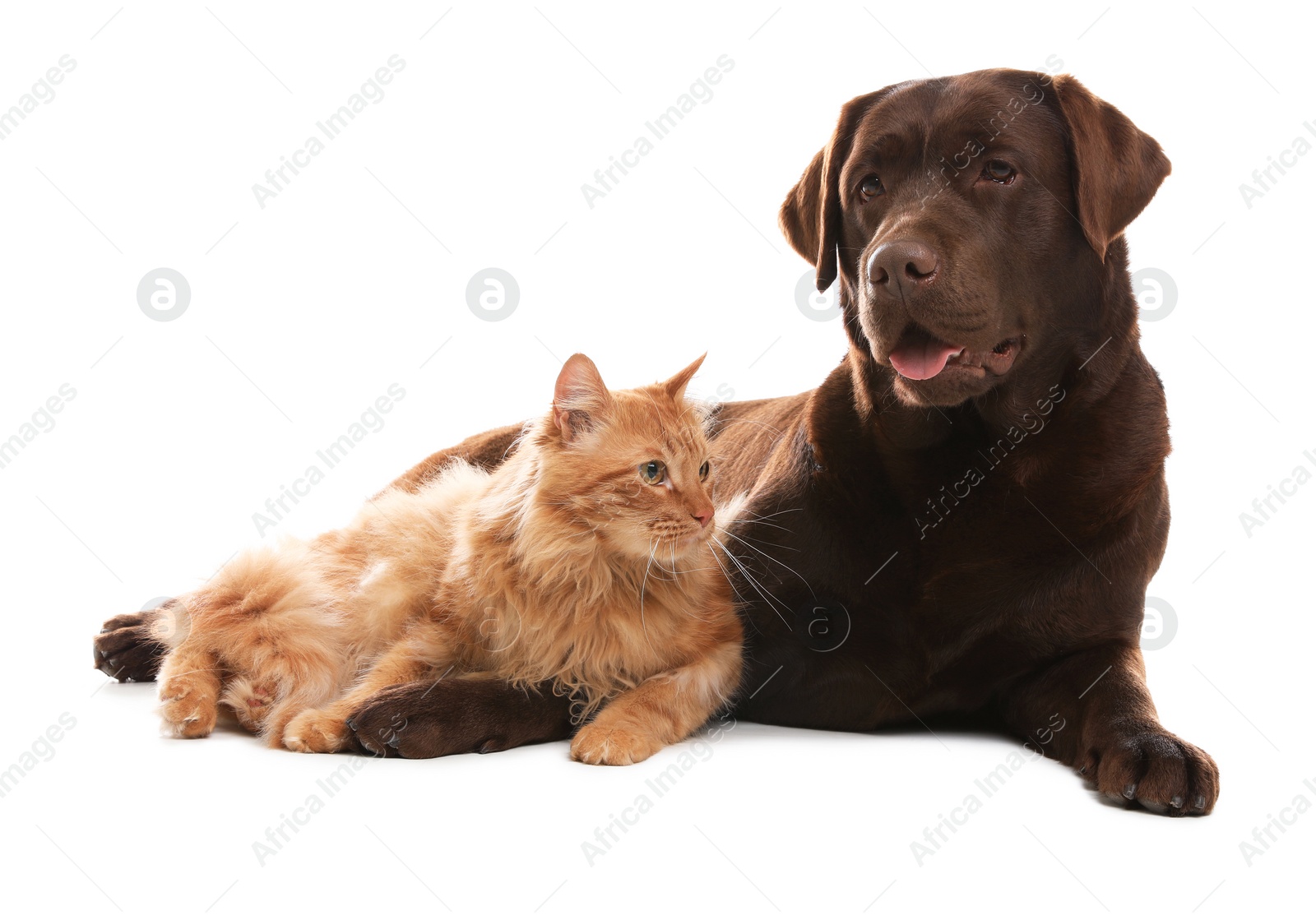 Photo of Cat and dog together isolated on white. Fluffy friends