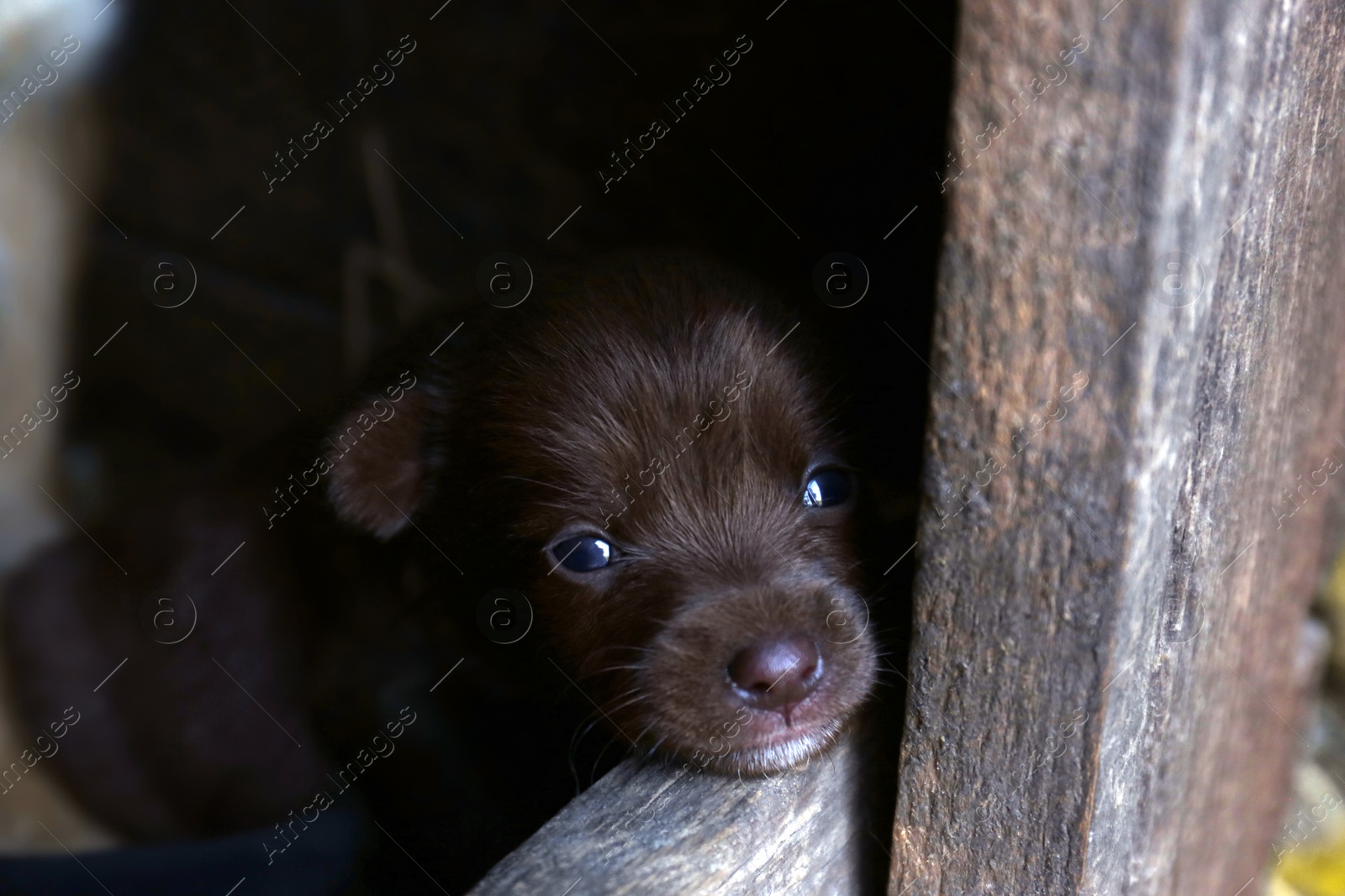 Photo of Cute small puppy in wooden kennel, closeup
