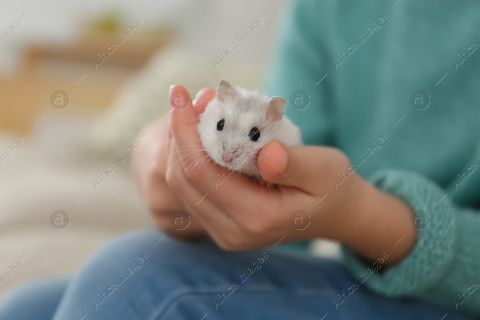 Photo of Little girl with cute hamster at home, closeup