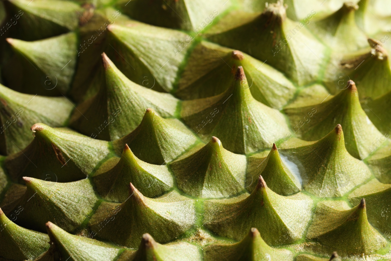 Photo of Closeup view of ripe durian as background