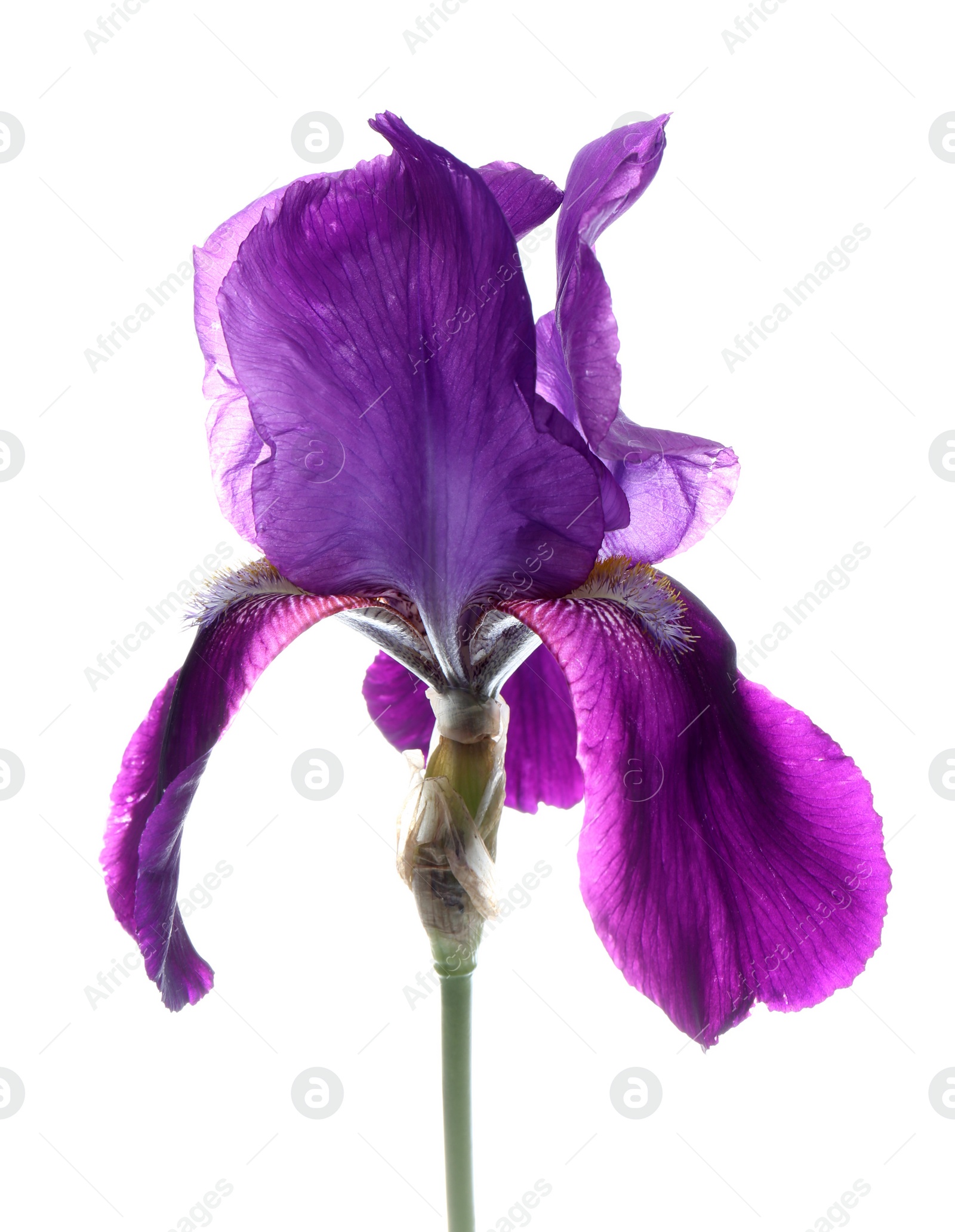 Photo of Beautiful iris isolated on white. Spring flower