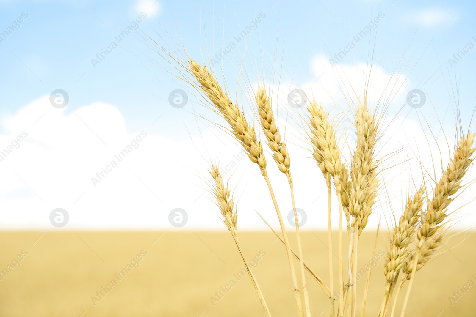 Photo of Golden wheat in grain field. Cereal farming