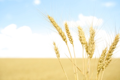 Photo of Golden wheat in grain field. Cereal farming