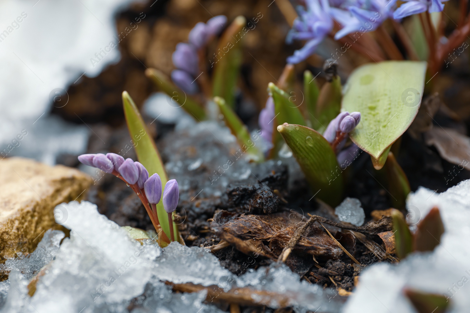 Photo of Beautiful lilac alpine squill flowers growing outdoors