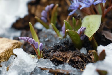 Photo of Beautiful lilac alpine squill flowers growing outdoors
