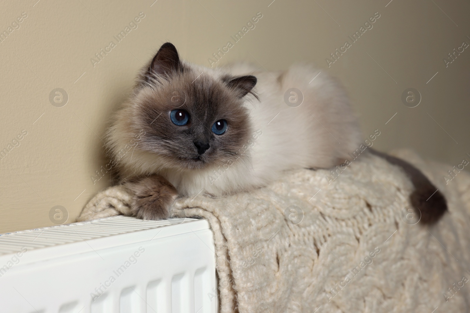 Photo of Cute Birman cat on radiator with knitted plaid indoors