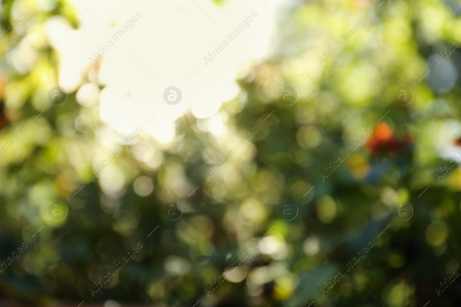 Photo of Blurred view of green trees on sunny day outdoors