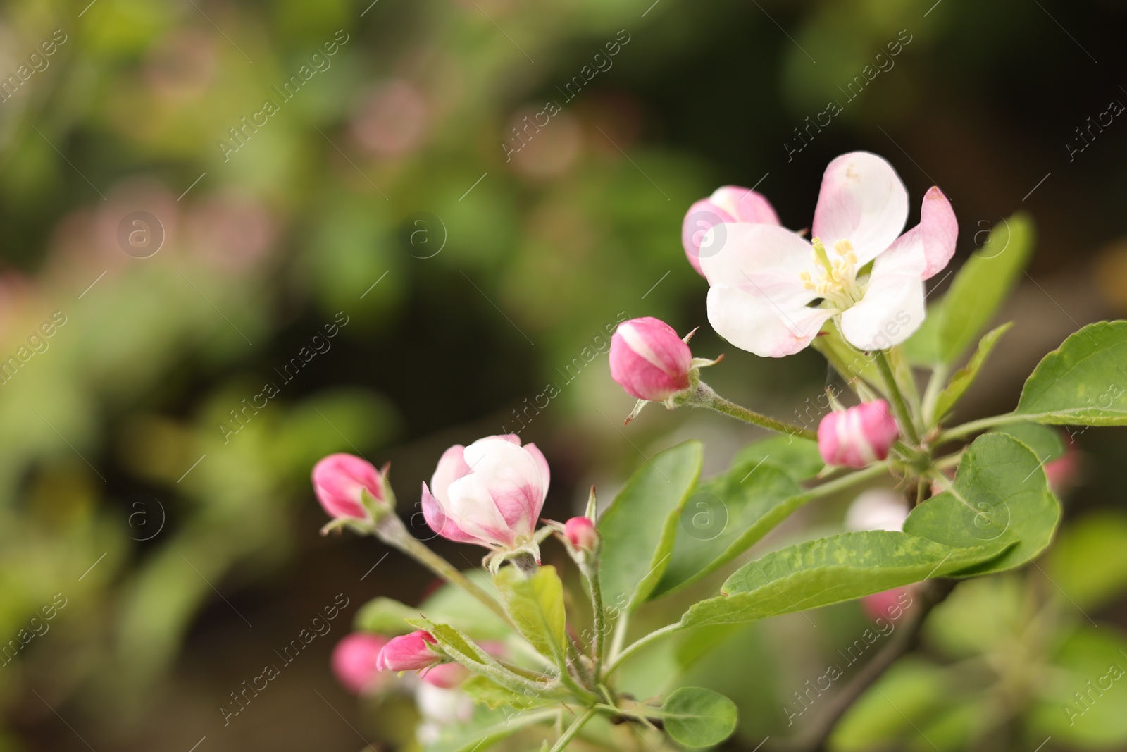 Photo of Apple tree with beautiful blossoms outdoors, closeup. Spring season