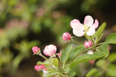 Apple tree with beautiful blossoms outdoors, closeup. Spring season