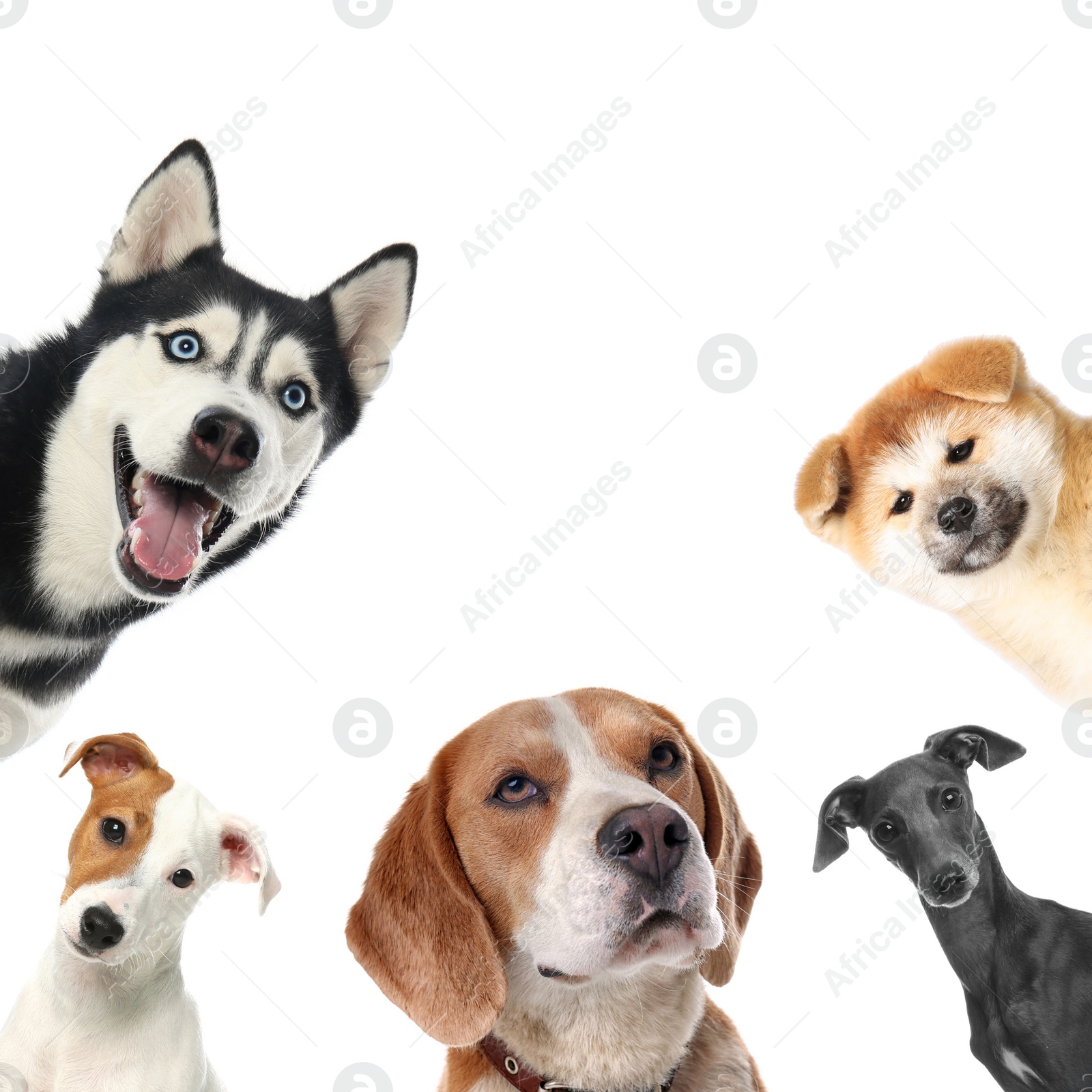 Image of Set with different cute dogs on white background. Adorable pets