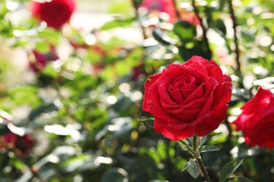 Photo of Beautiful blooming rose in garden on sunny day, space for text