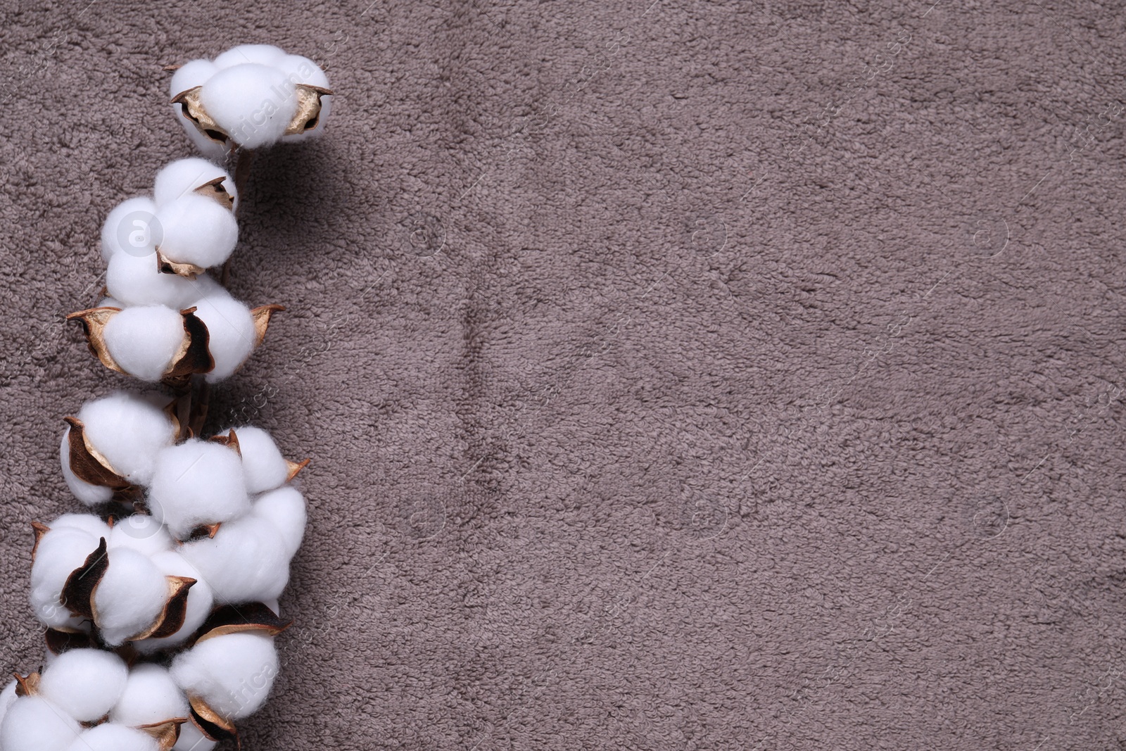 Photo of Cotton branch with fluffy flowers on brown terry towel, top view. Space for text