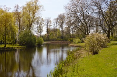 Photo of Beautiful vegetation and pond on sunny day. Picturesque spring landscape