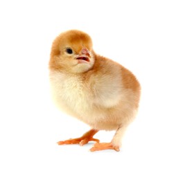 Photo of Cute fluffy baby chicken on white background