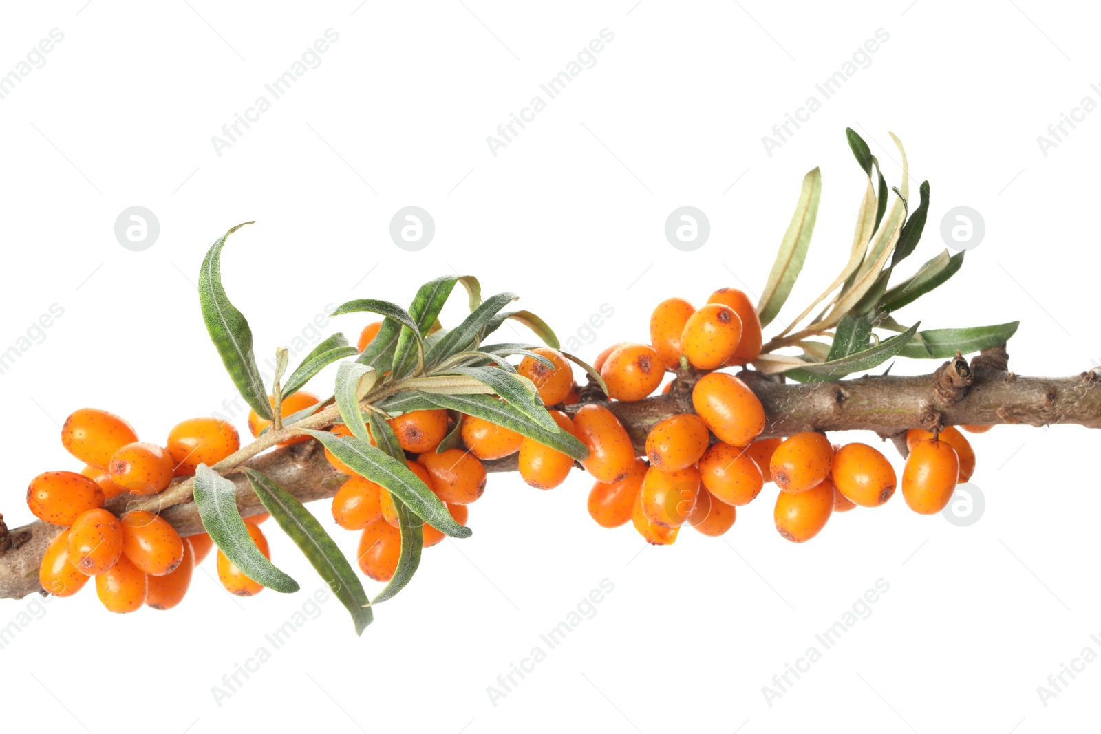 Photo of Sea buckthorn branch with ripe berries and leaves on white background