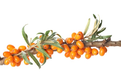 Photo of Sea buckthorn branch with ripe berries and leaves on white background