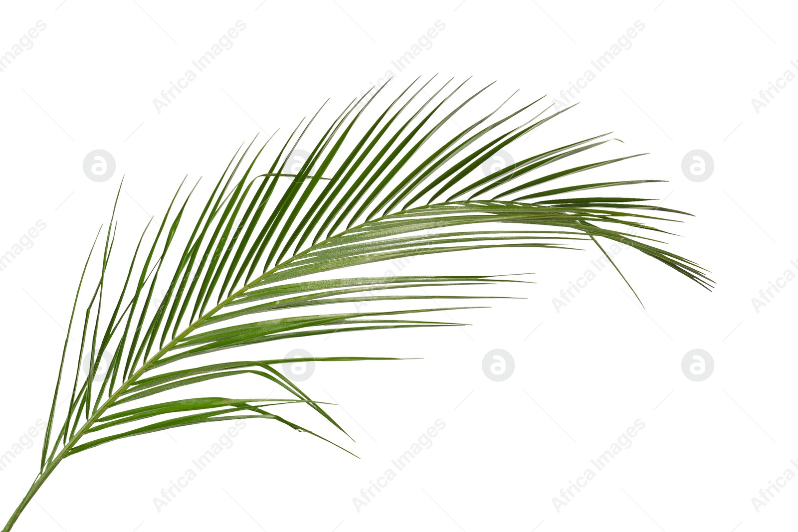 Photo of Green beautiful tropical leaf isolated on white