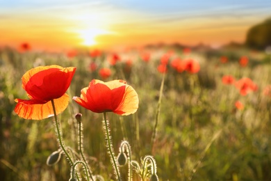 Photo of Beautiful blooming poppy flowers in field at sunset. Space for text