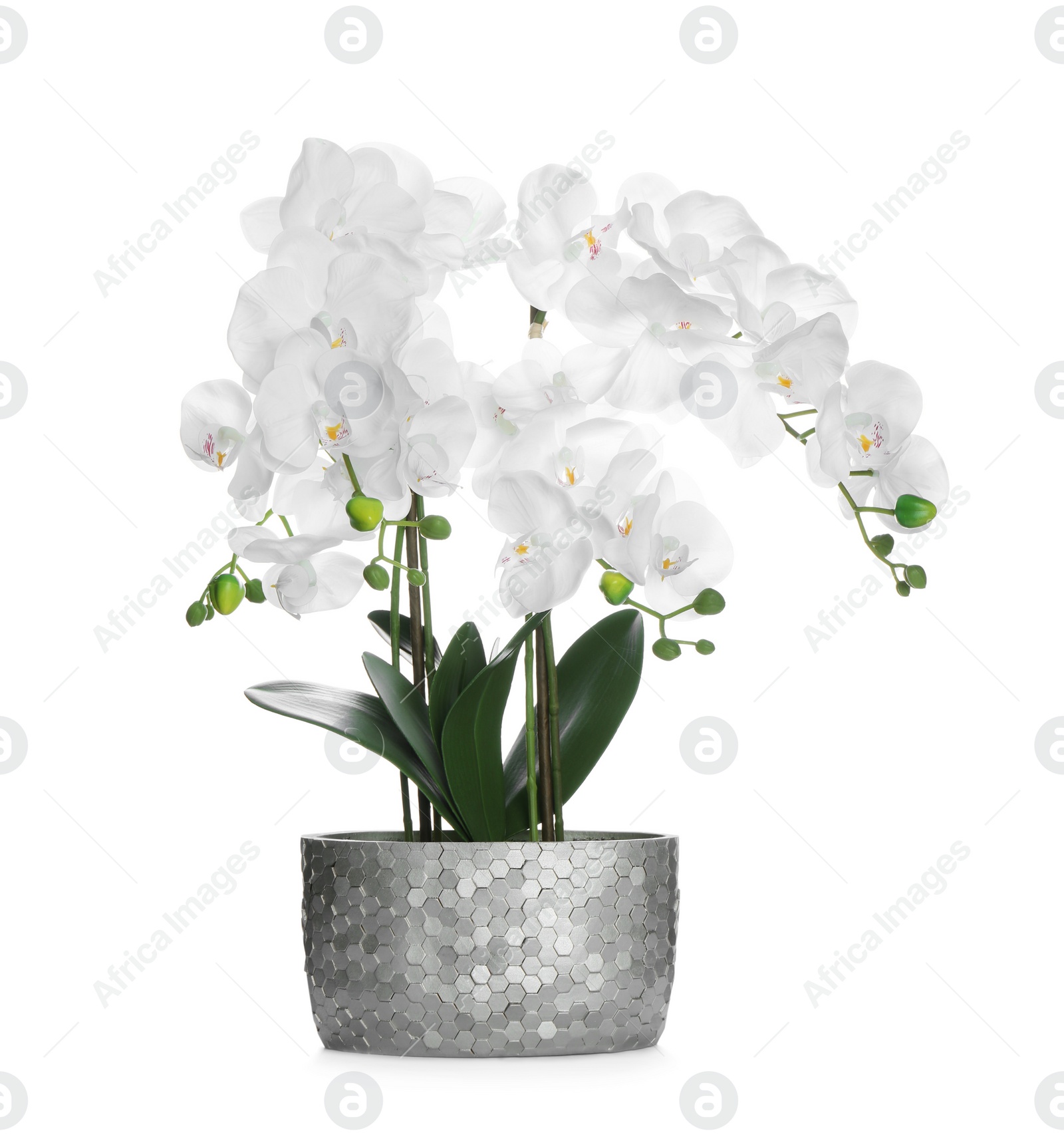 Photo of Beautiful orchid flower in pot isolated on white