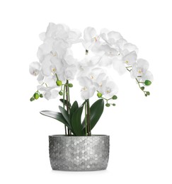 Photo of Beautiful orchid flower in pot isolated on white