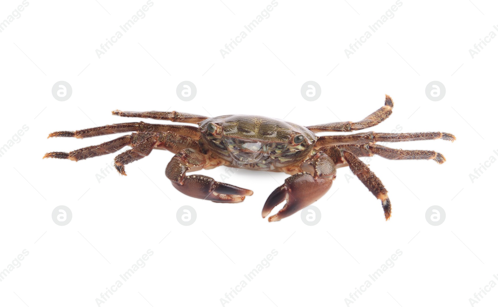 Photo of One fresh raw crab isolated on white