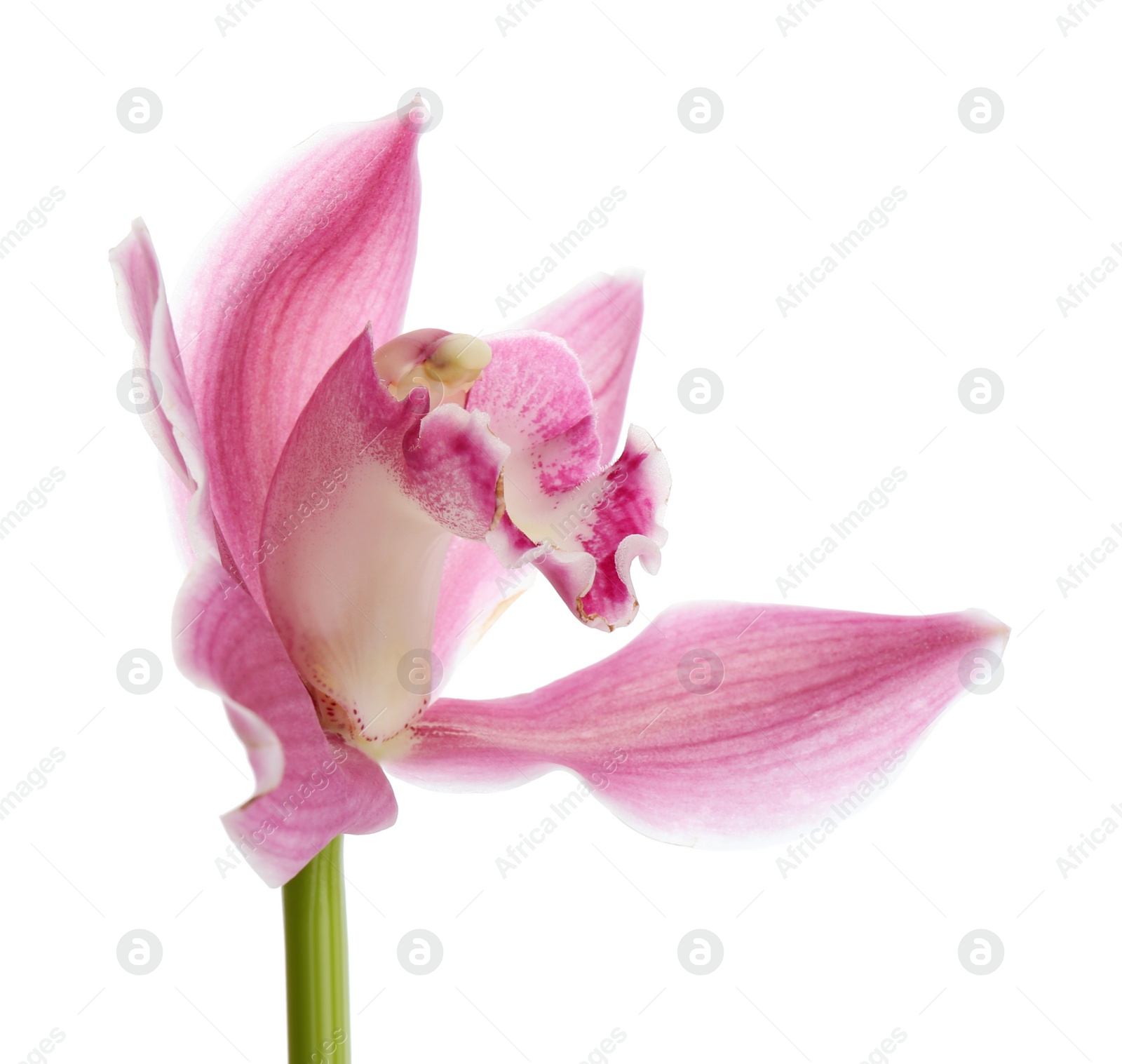 Photo of Beautiful tropical orchid flower on white background