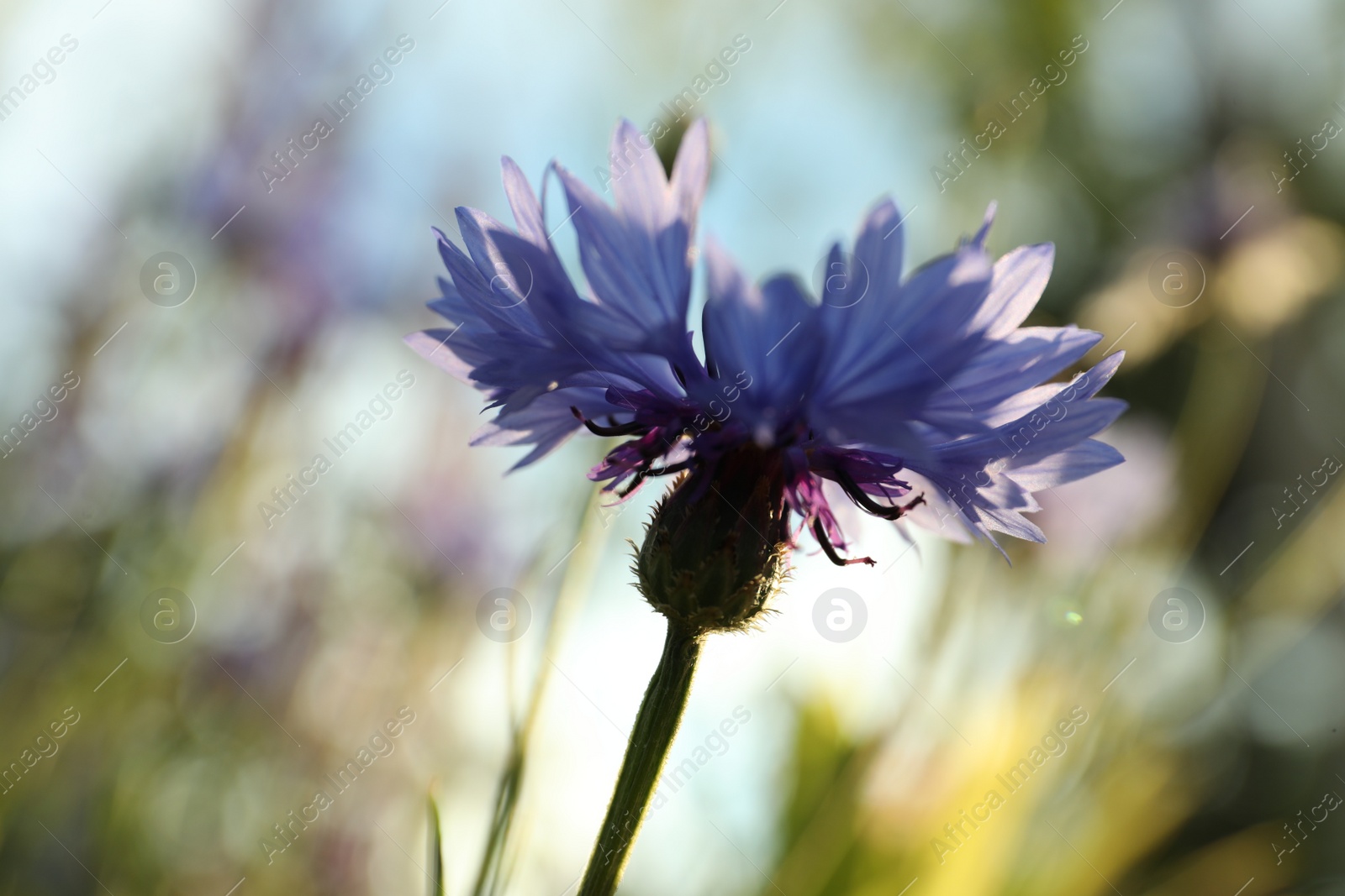 Photo of Beautiful blue cornflower outdoors on summer day, closeup